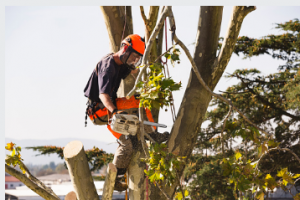 Tree-Ninja tree removal Adelaide