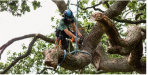 tree removal Adealide hills