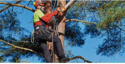 arborist Adelaide Hills